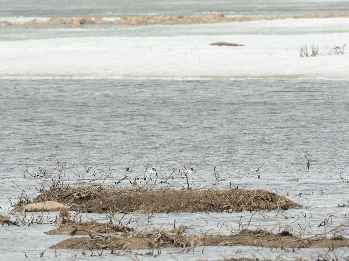 Little Gull - ML619741712