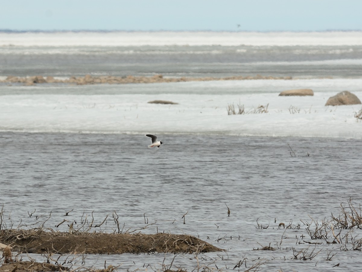 Little Gull - ML619741717