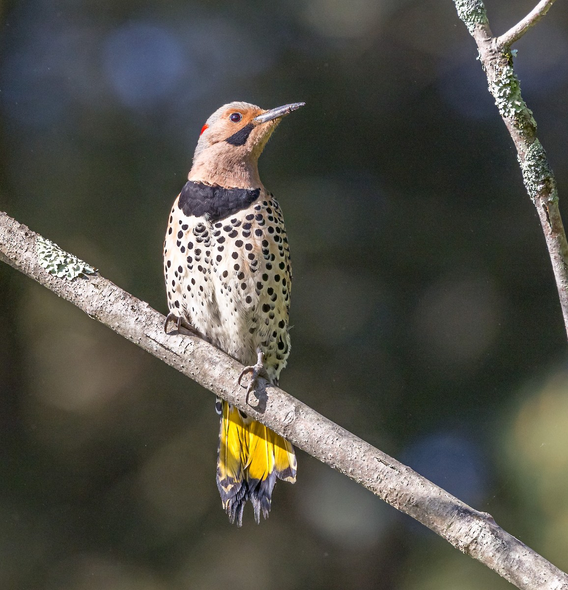 Northern Flicker - ML619741719