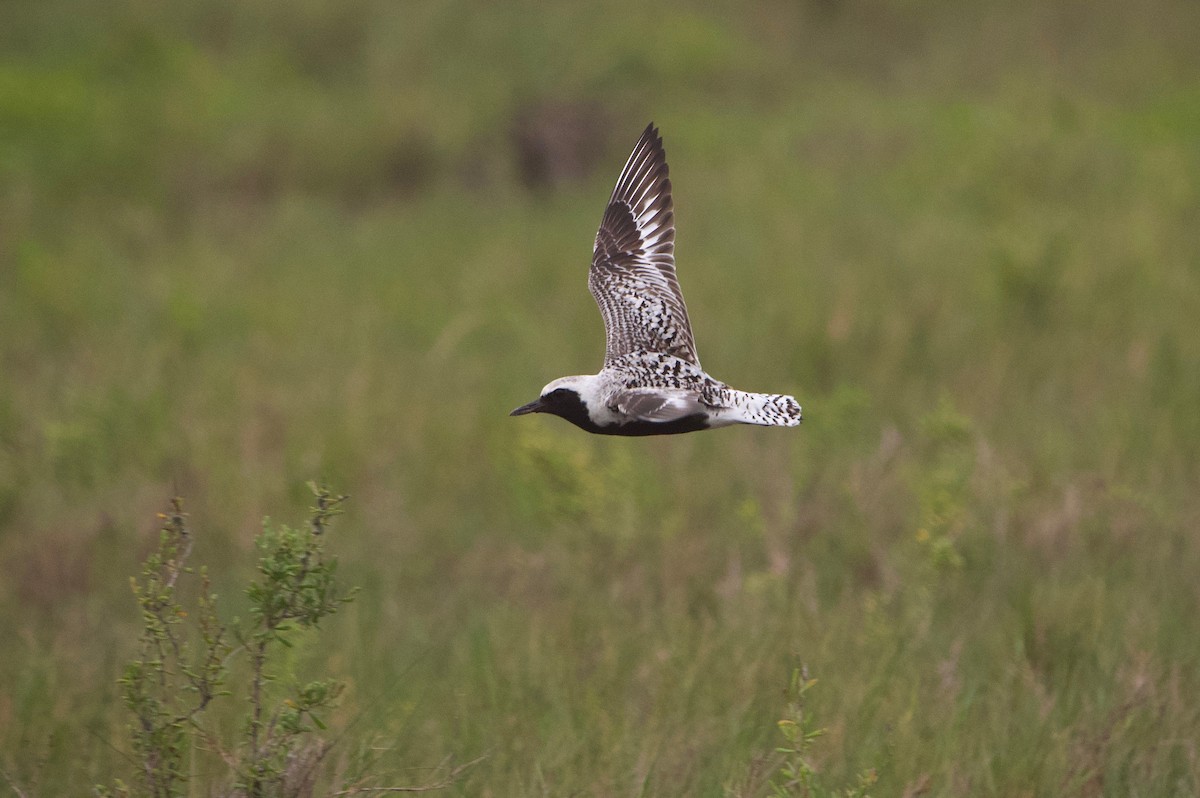 Black-bellied Plover - ML619741739