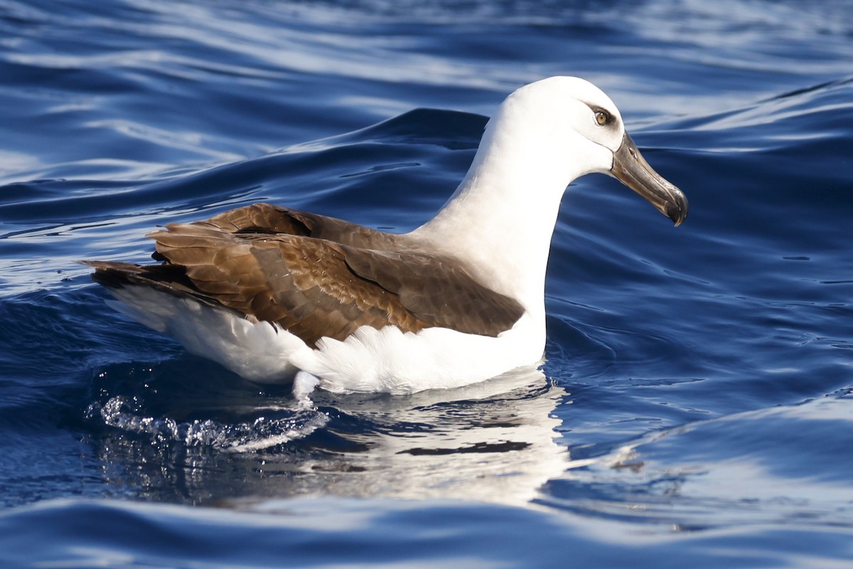 Black-browed Albatross (Campbell) - ML619741746