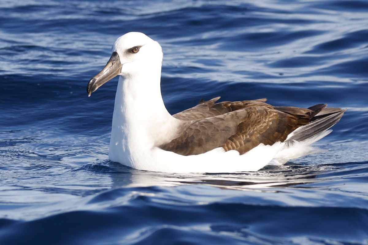 Black-browed Albatross (Campbell) - ML619741747