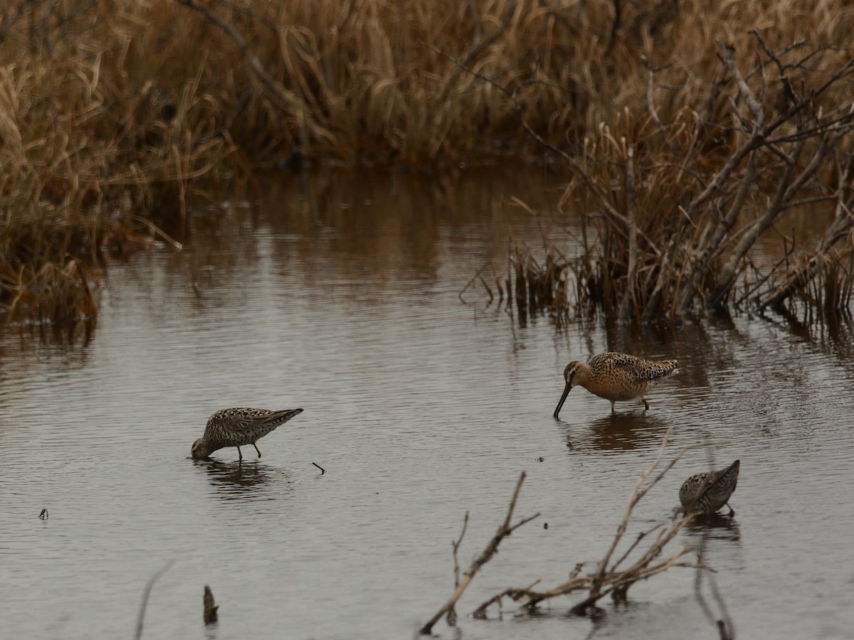 Short-billed Dowitcher - ML619741748