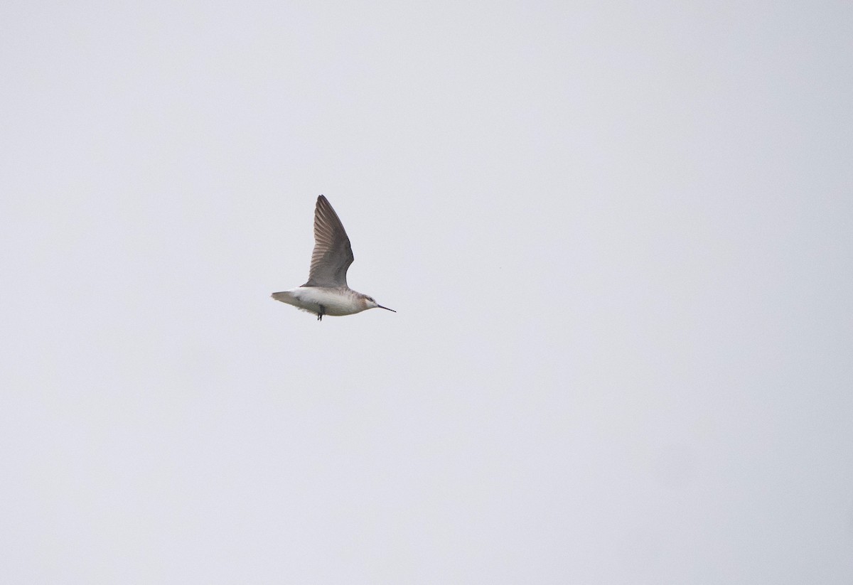 Wilson's Phalarope - ML619741757