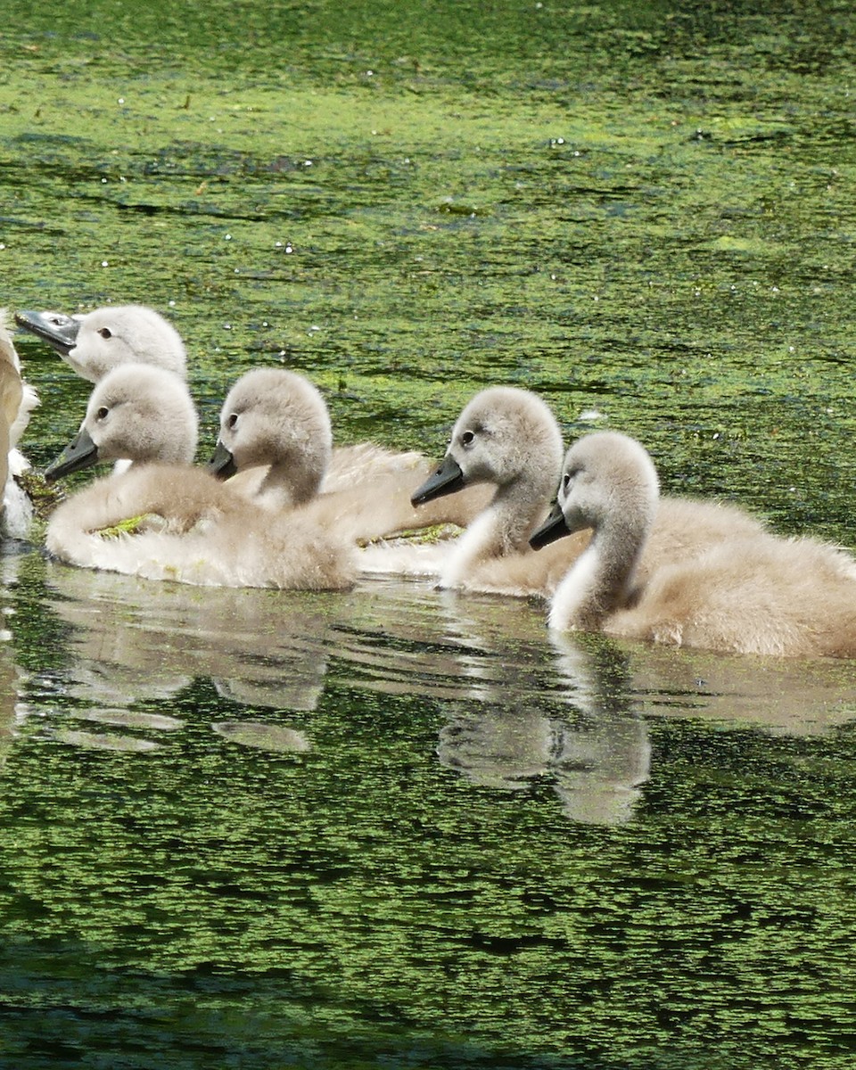 Cygne tuberculé - ML619741786