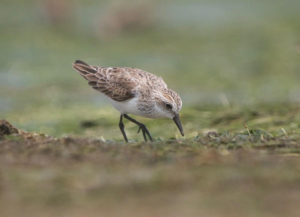 Semipalmated Sandpiper - Gautam Apte