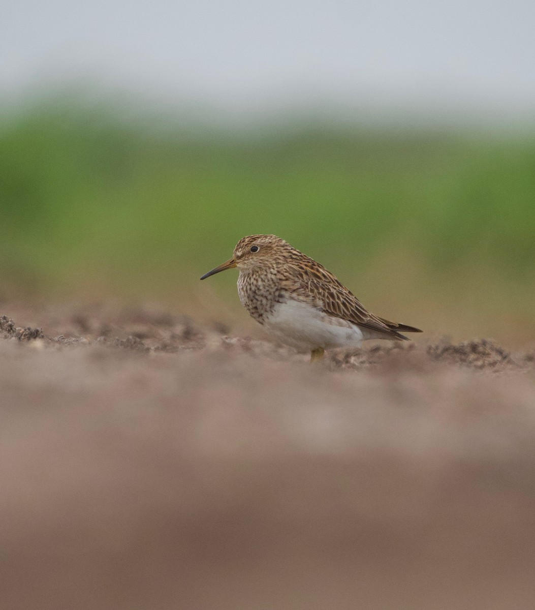 Pectoral Sandpiper - ML619741796