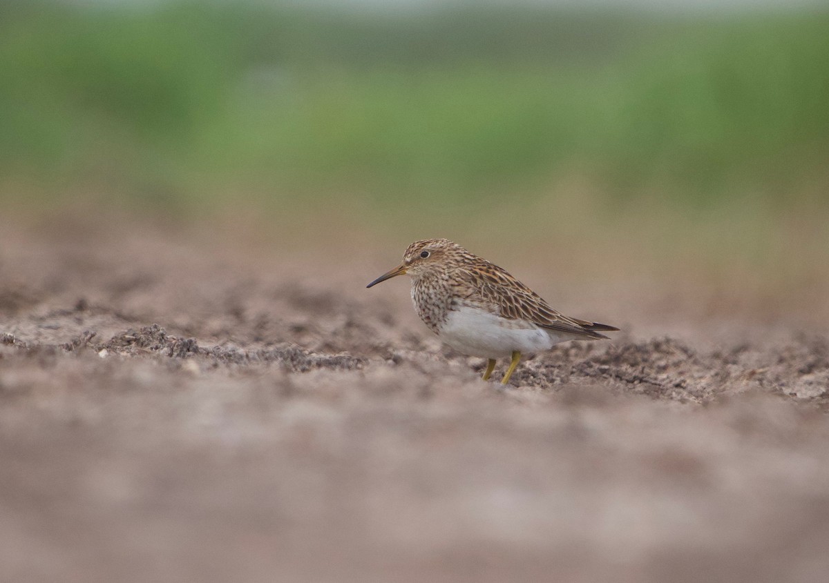 Pectoral Sandpiper - ML619741798