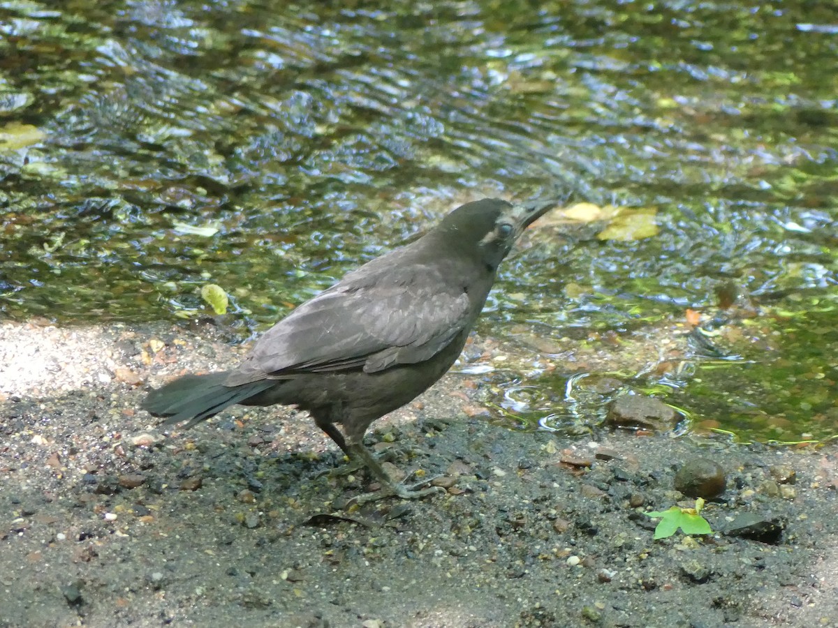 Common Grackle - ML619741813