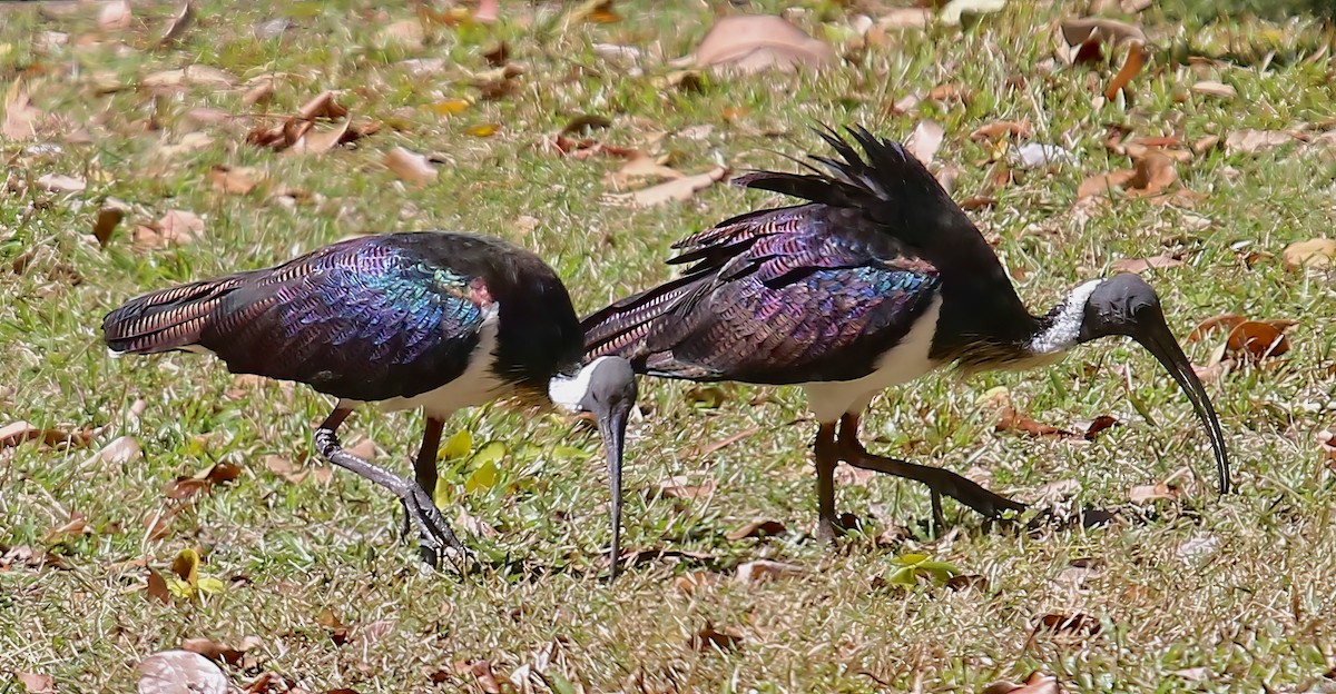 ibis slámokrký - ML619741845