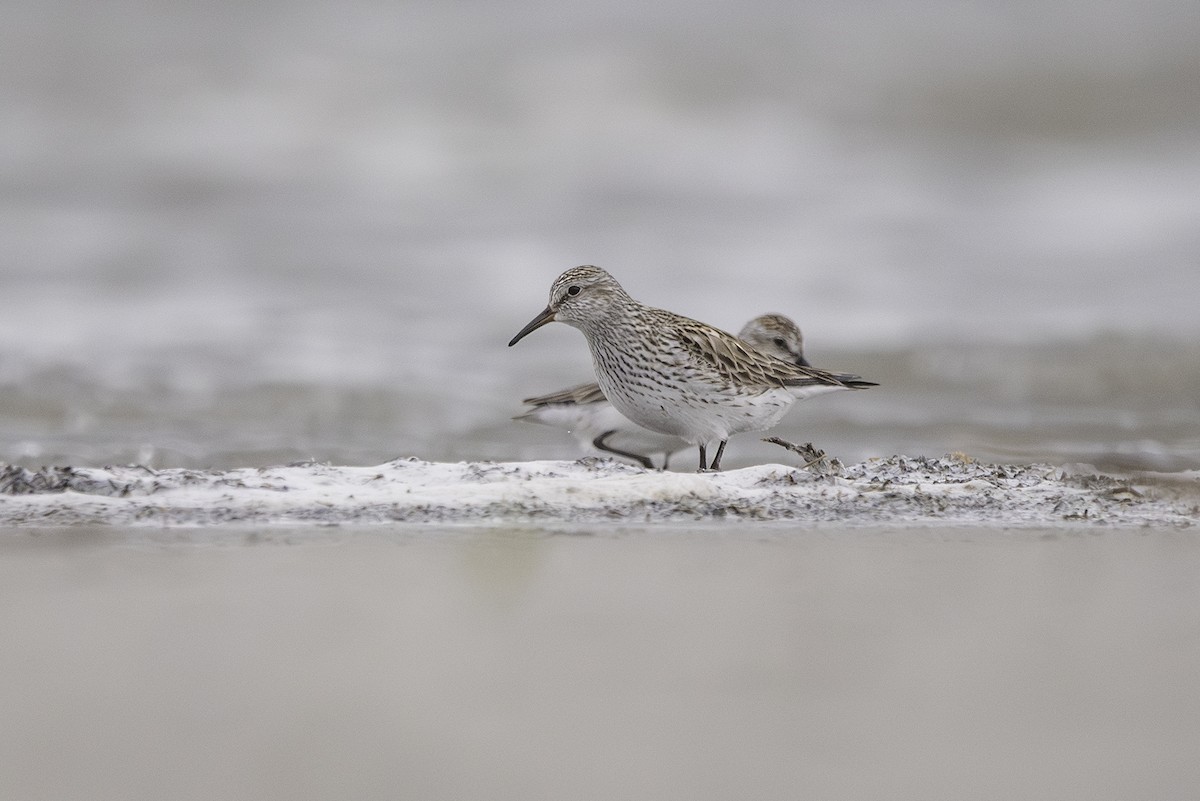 White-rumped Sandpiper - ML619741859