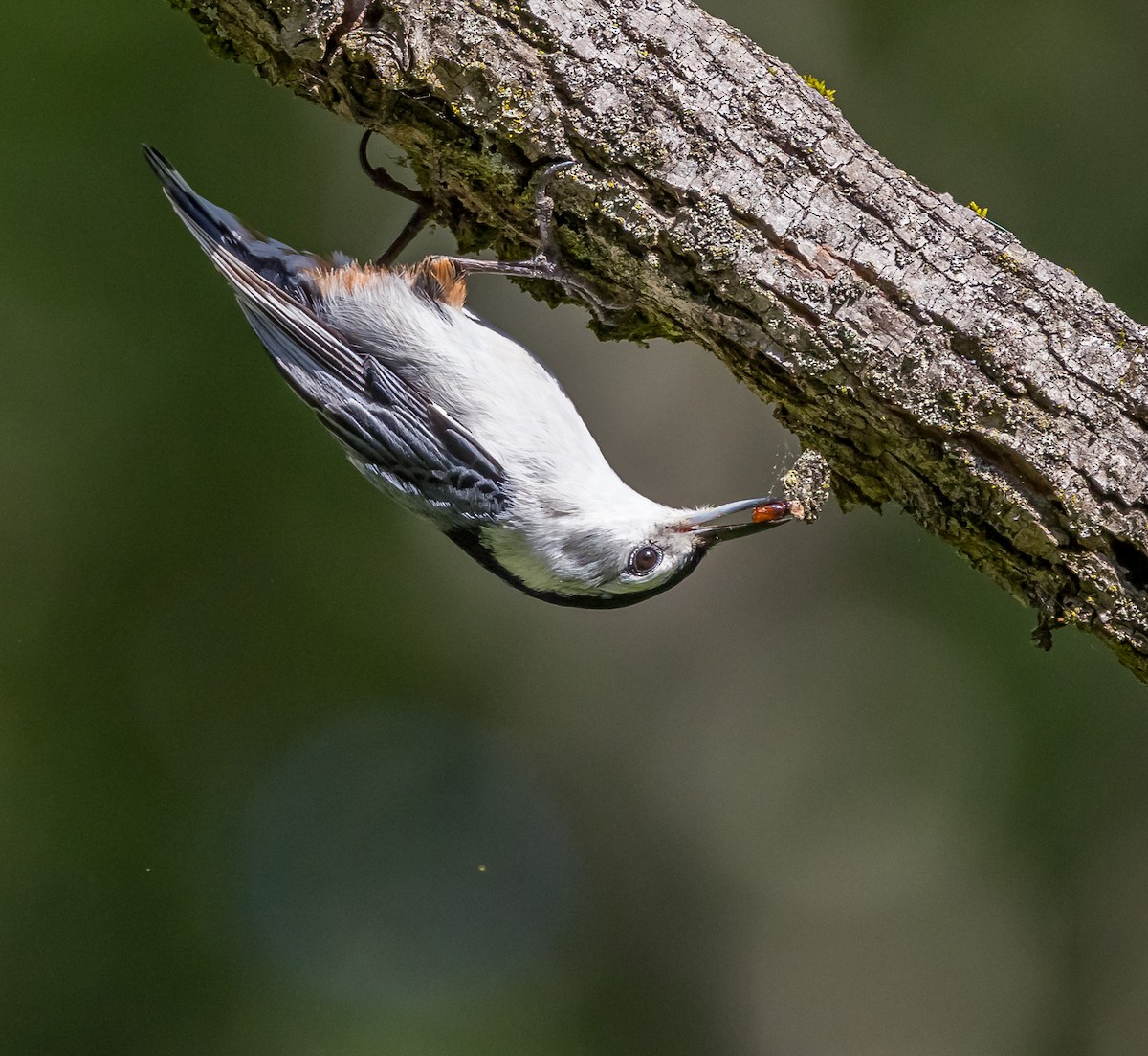 White-breasted Nuthatch - ML619741861