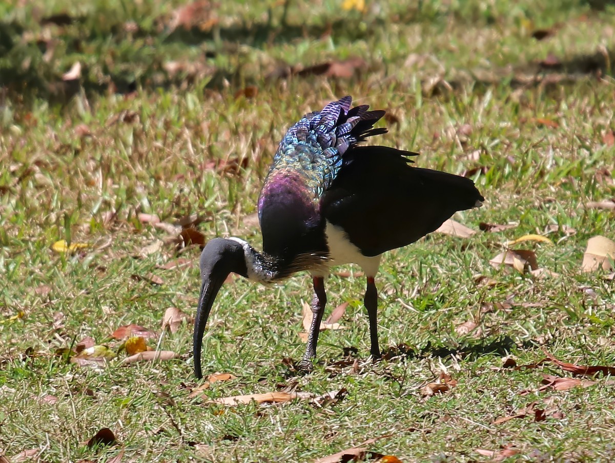 ibis slámokrký - ML619741873