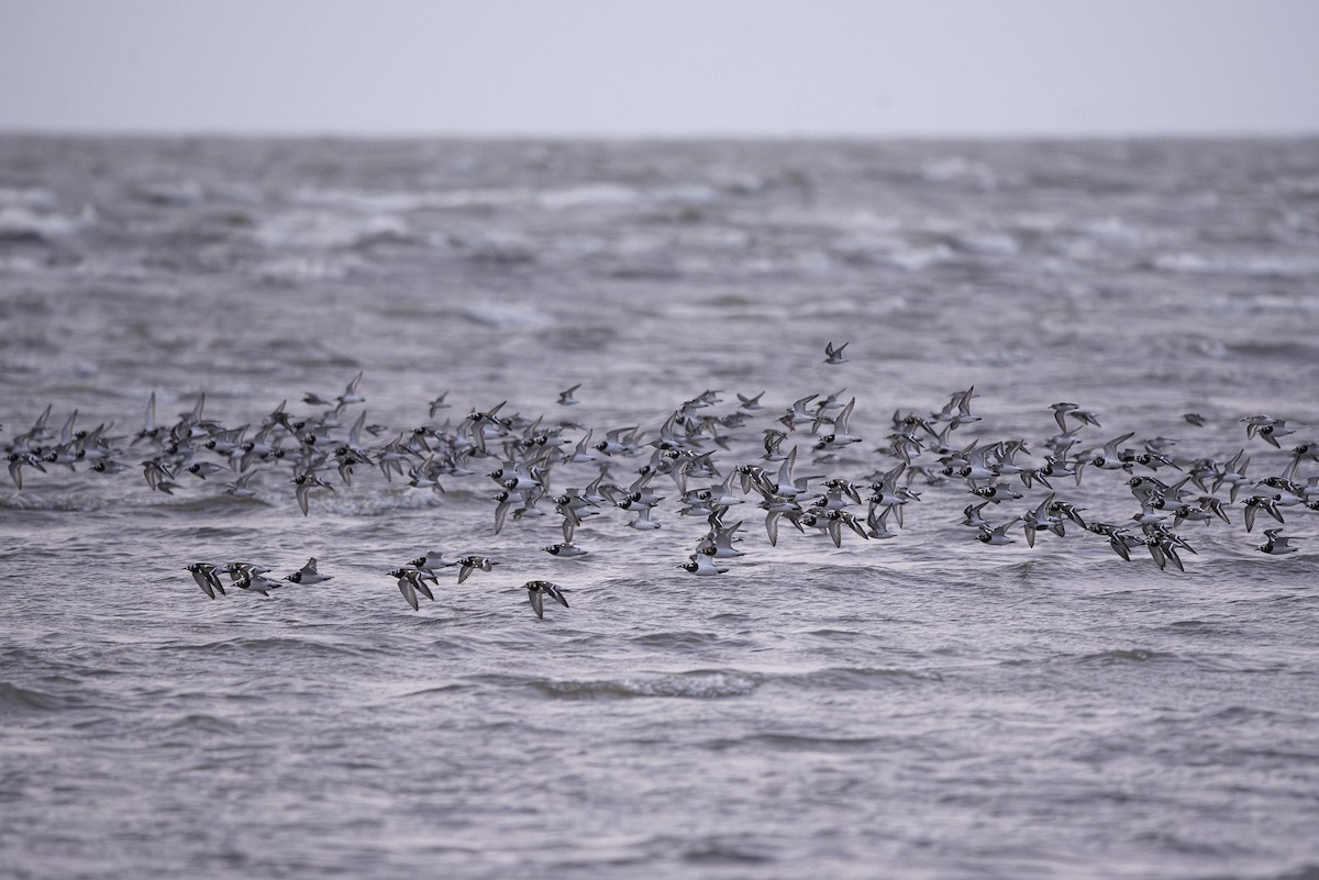 Ruddy Turnstone - ML619741879