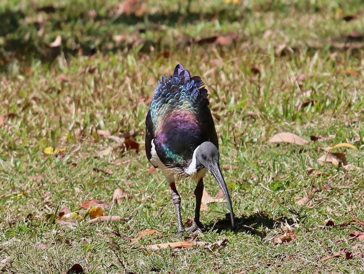 ibis slámokrký - ML619741882