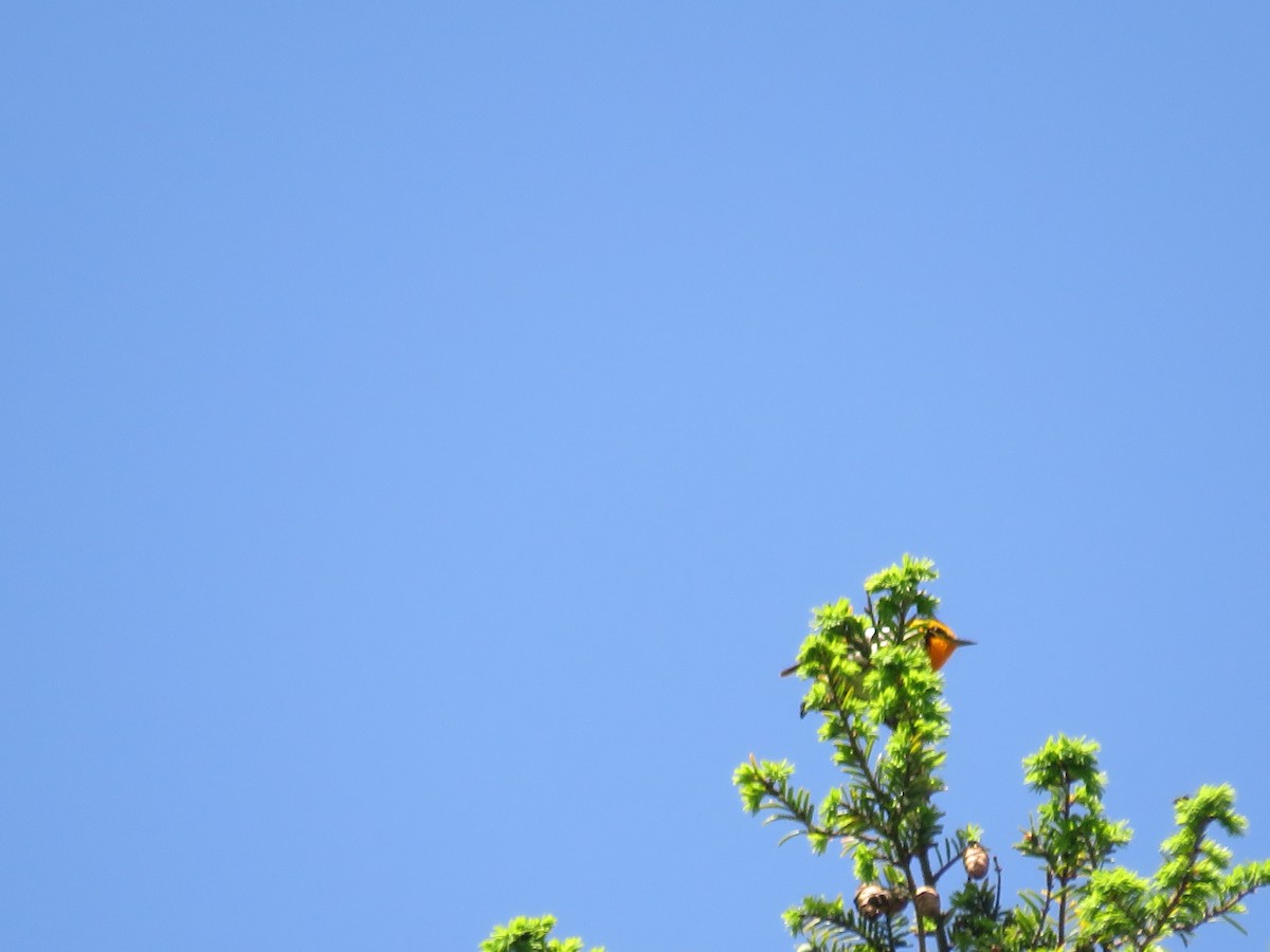 Blackburnian Warbler - ML619741894