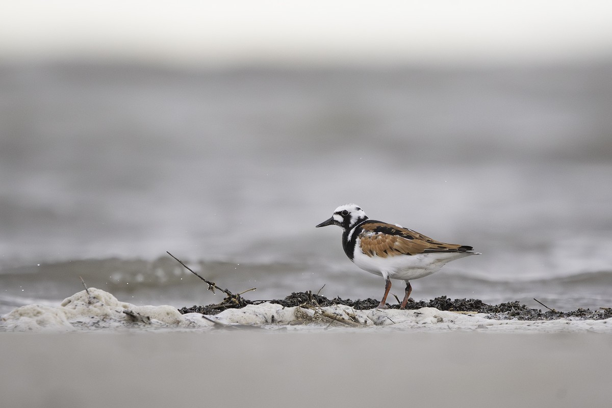 Ruddy Turnstone - ML619741907