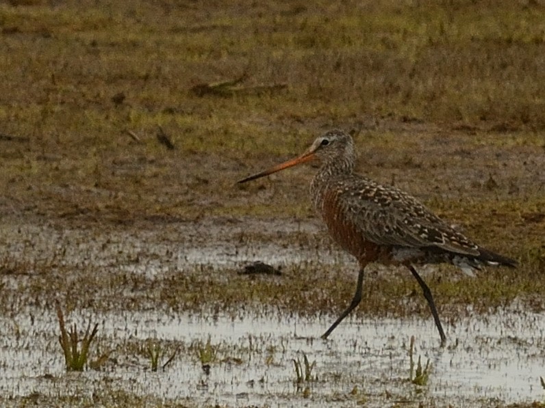 Hudsonian Godwit - ML619741912