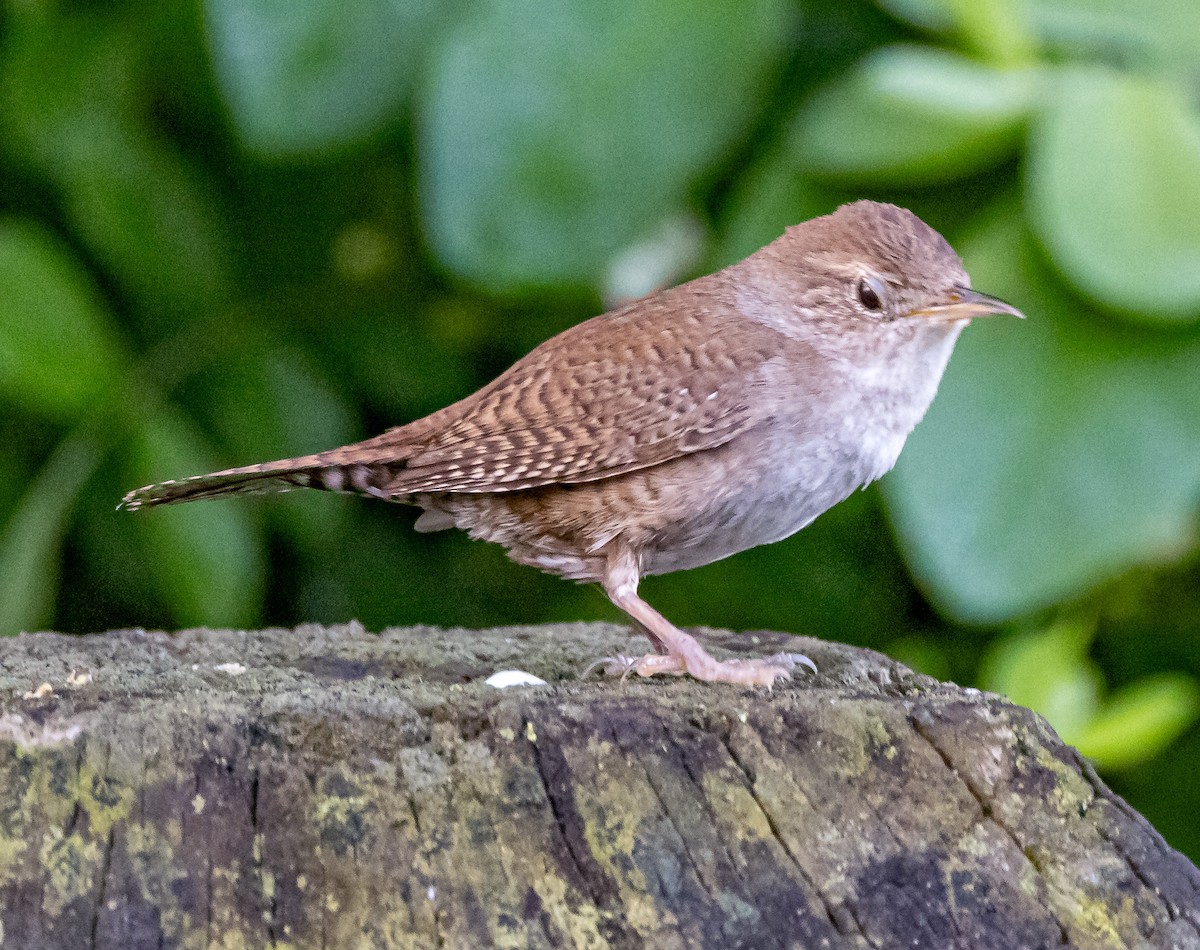 House Wren - ML619741920