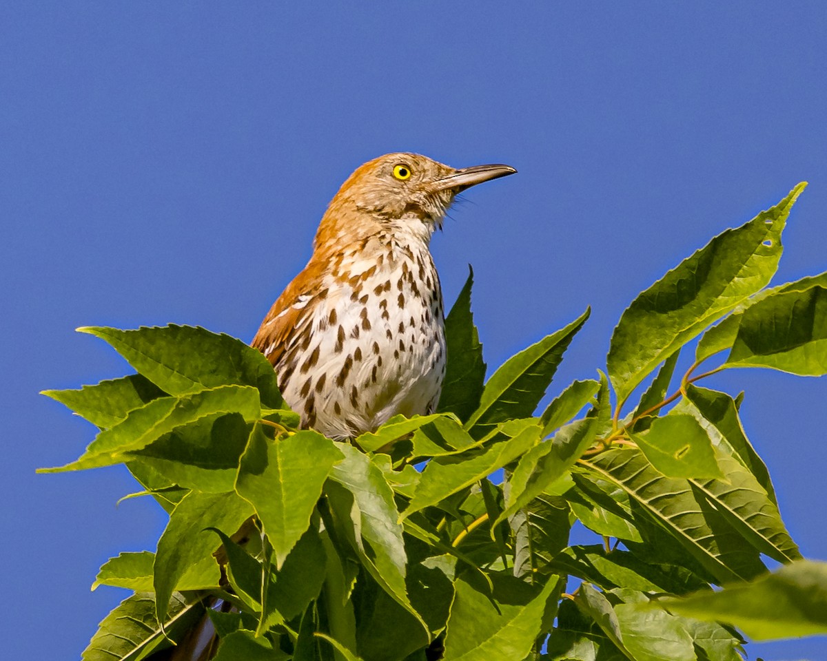 Brown Thrasher - ML619741926