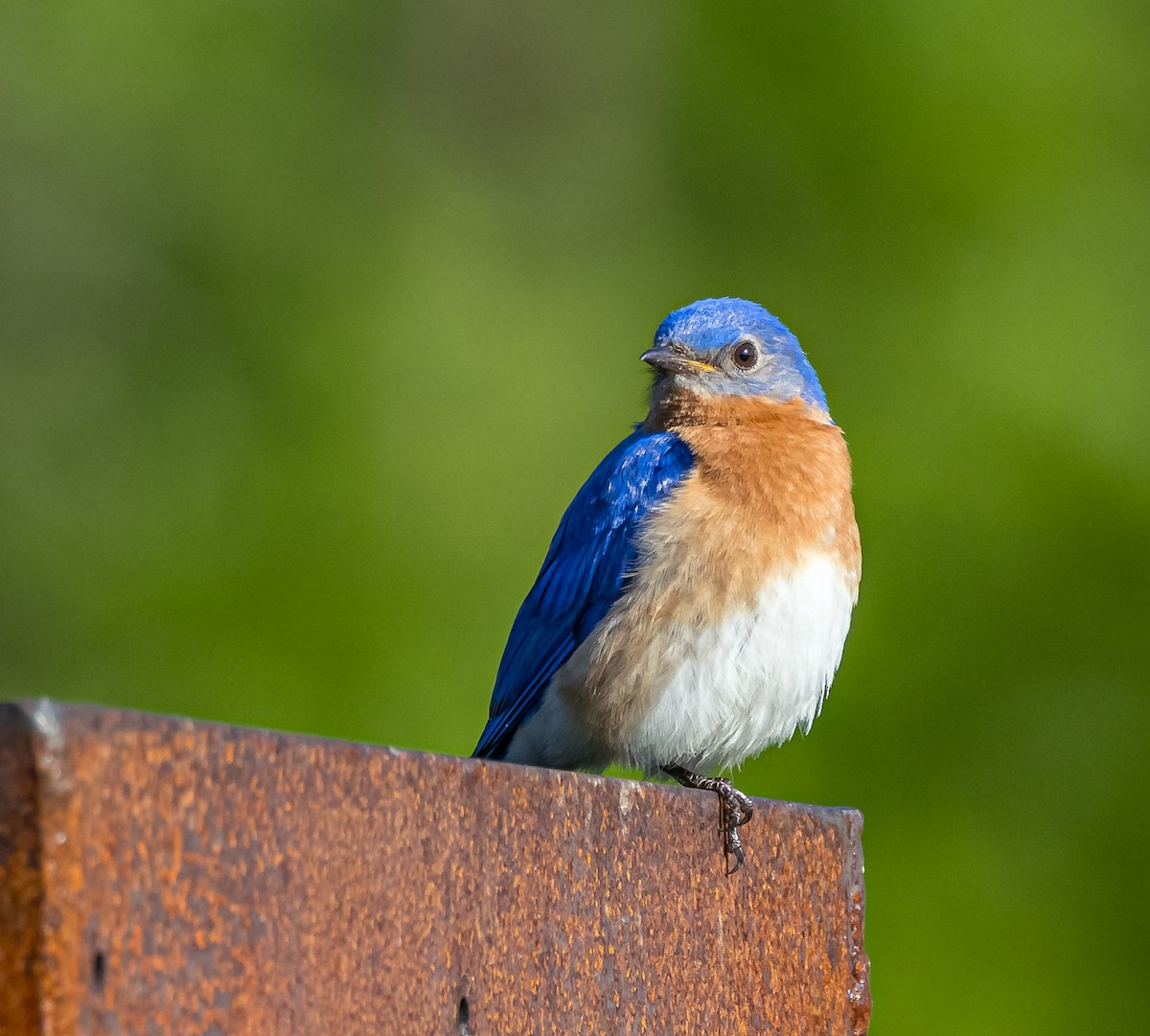 Eastern Bluebird - ML619741930