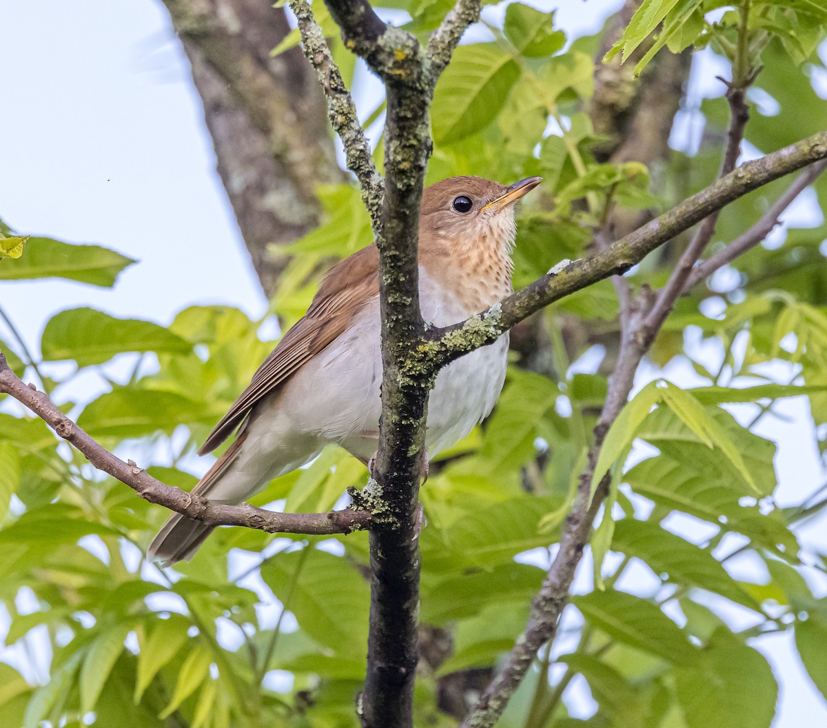 Veery - ML619741940