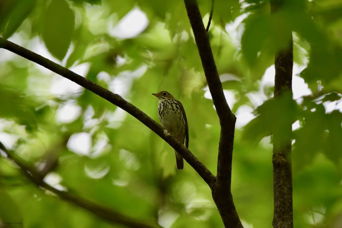 Paruline couronnée - ML619741953