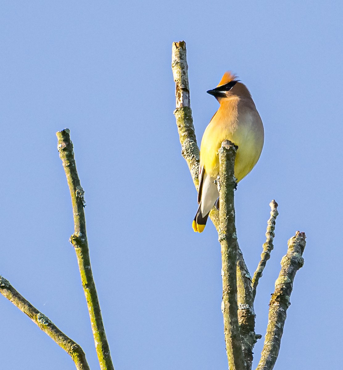 Cedar Waxwing - ML619741960