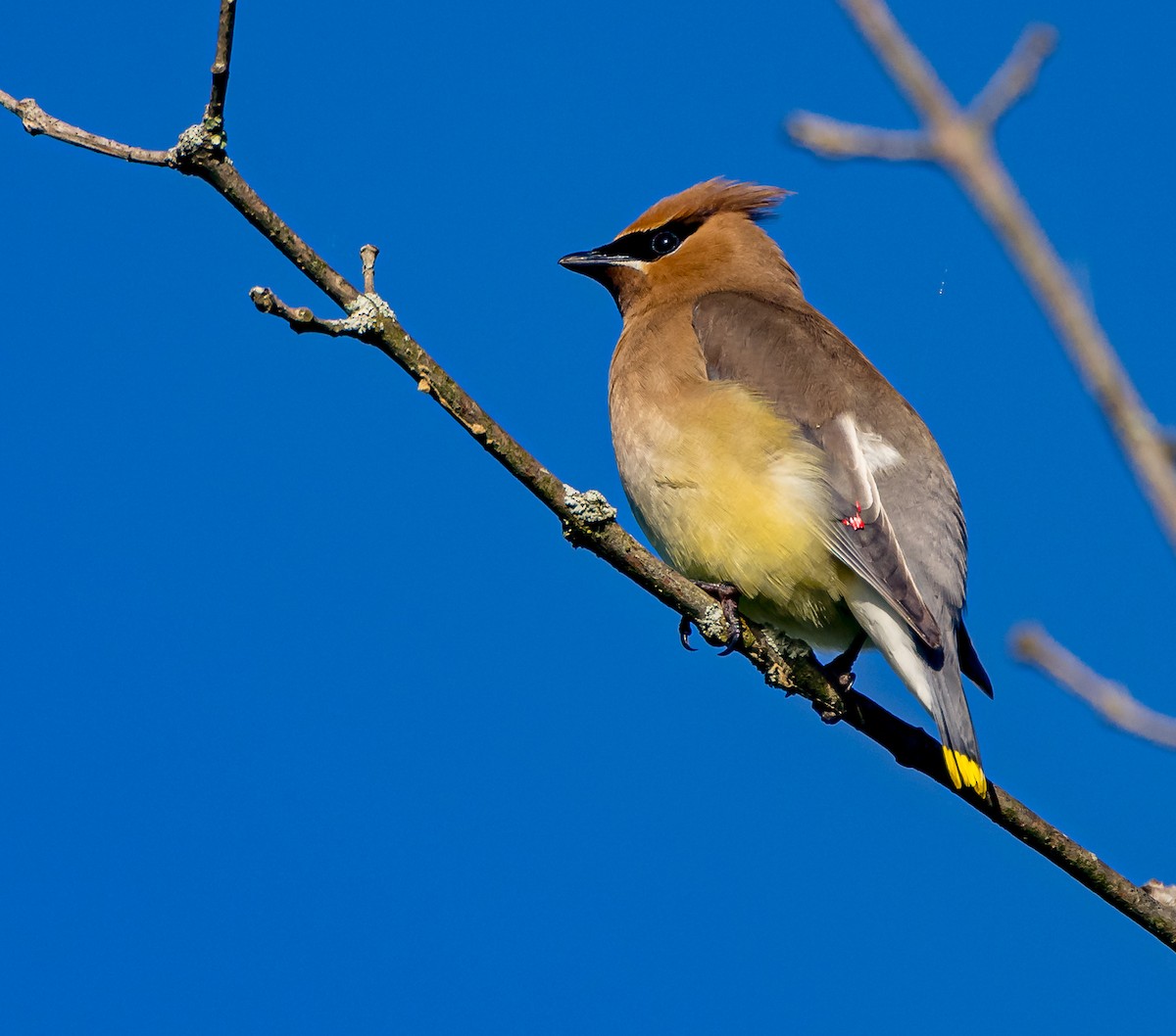 Cedar Waxwing - ML619741961