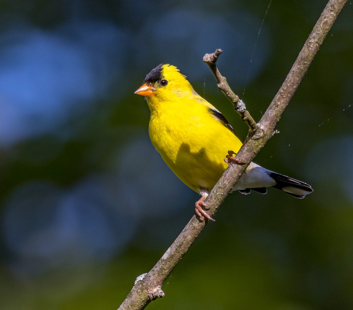 American Goldfinch - ML619741977