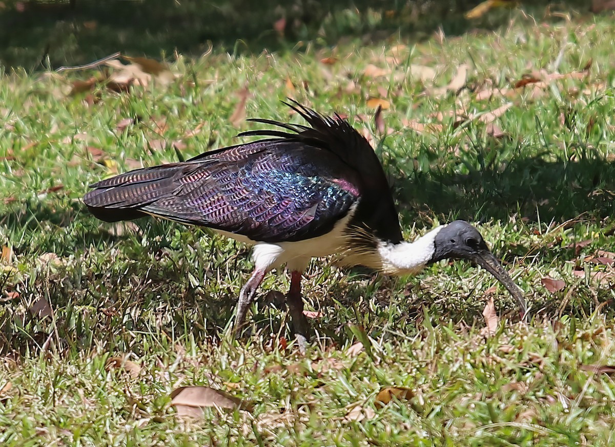 ibis slámokrký - ML619741981