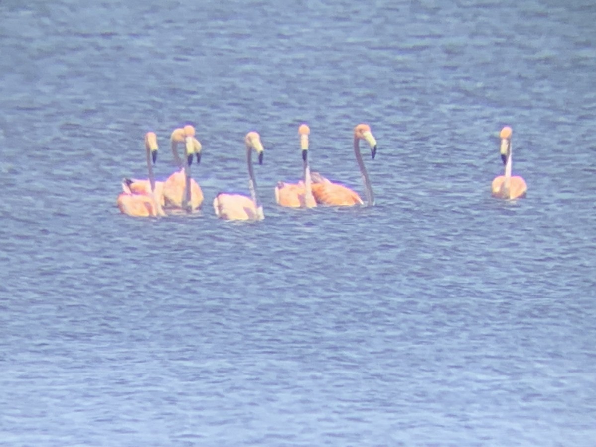 Amerika Flamingosu - ML619741985