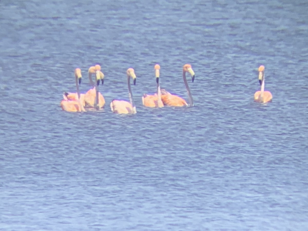 American Flamingo - ML619741985