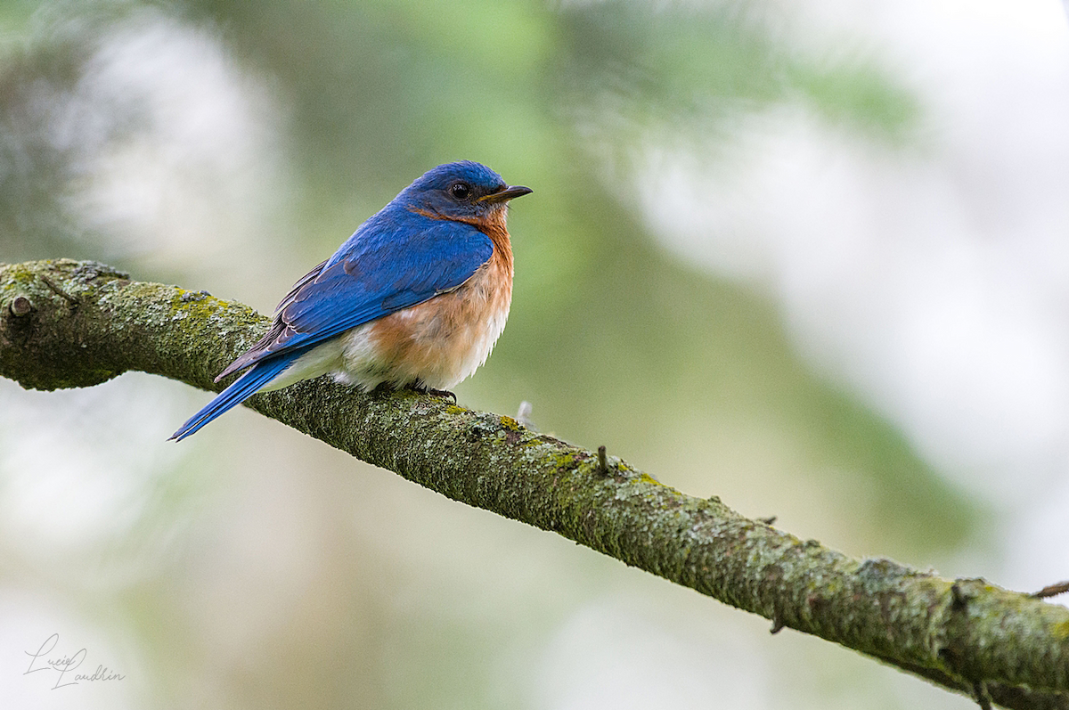 Eastern Bluebird - ML619741986