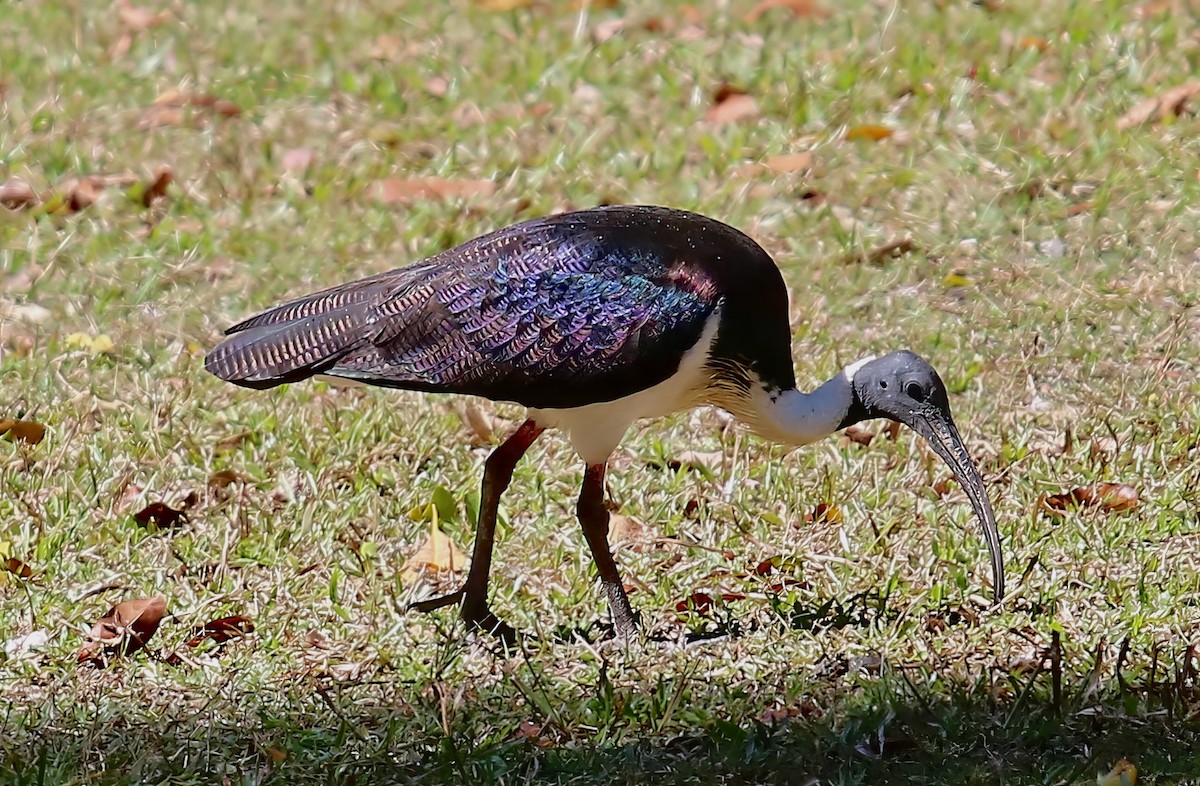 ibis slámokrký - ML619741987