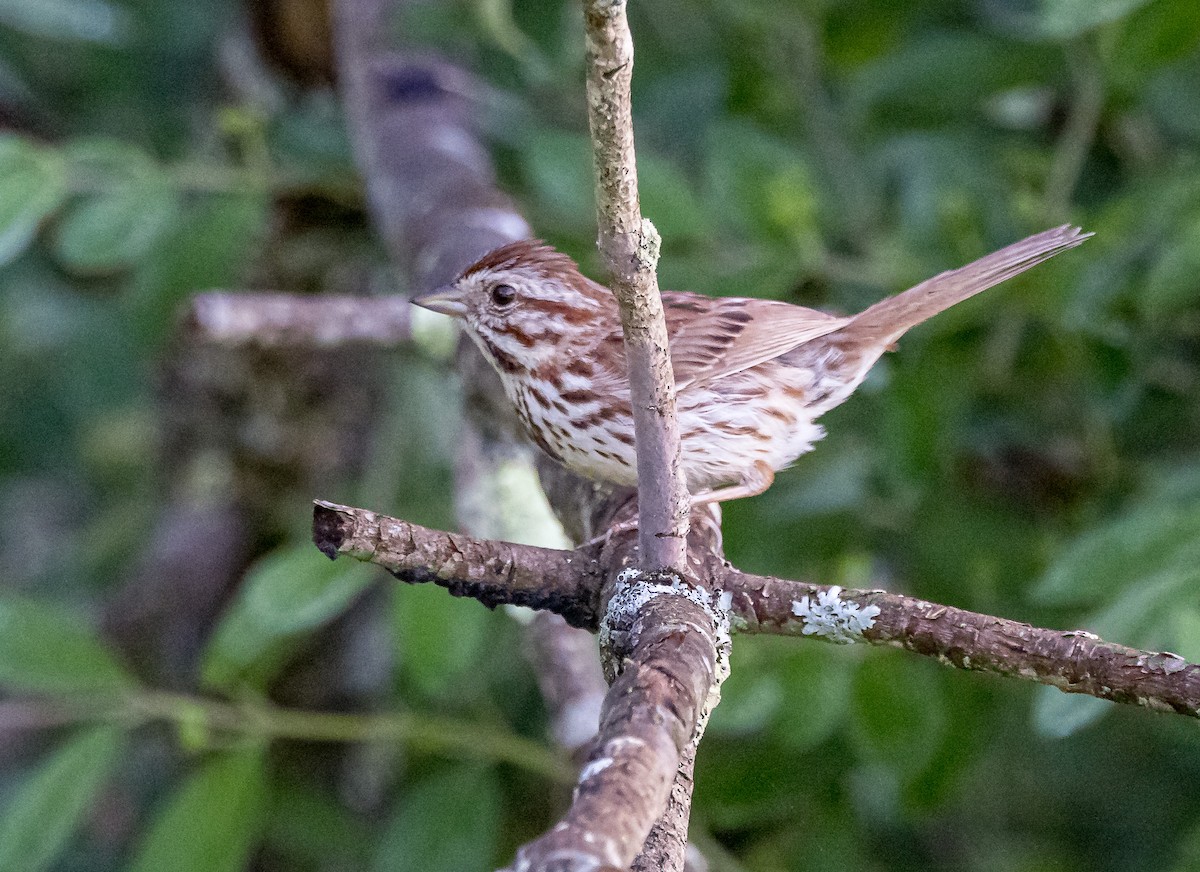 Song Sparrow - ML619742000