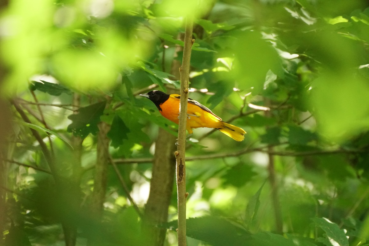 Baltimore Oriole - ML619742001