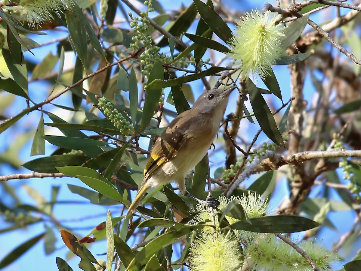 Rufous-banded Honeyeater - ML619742009