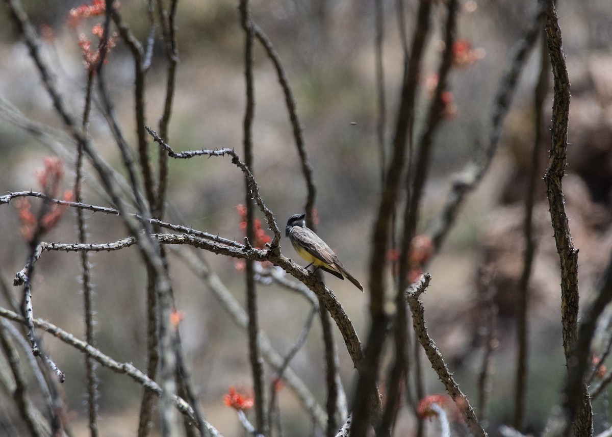 Cassin's Kingbird - ML619742018