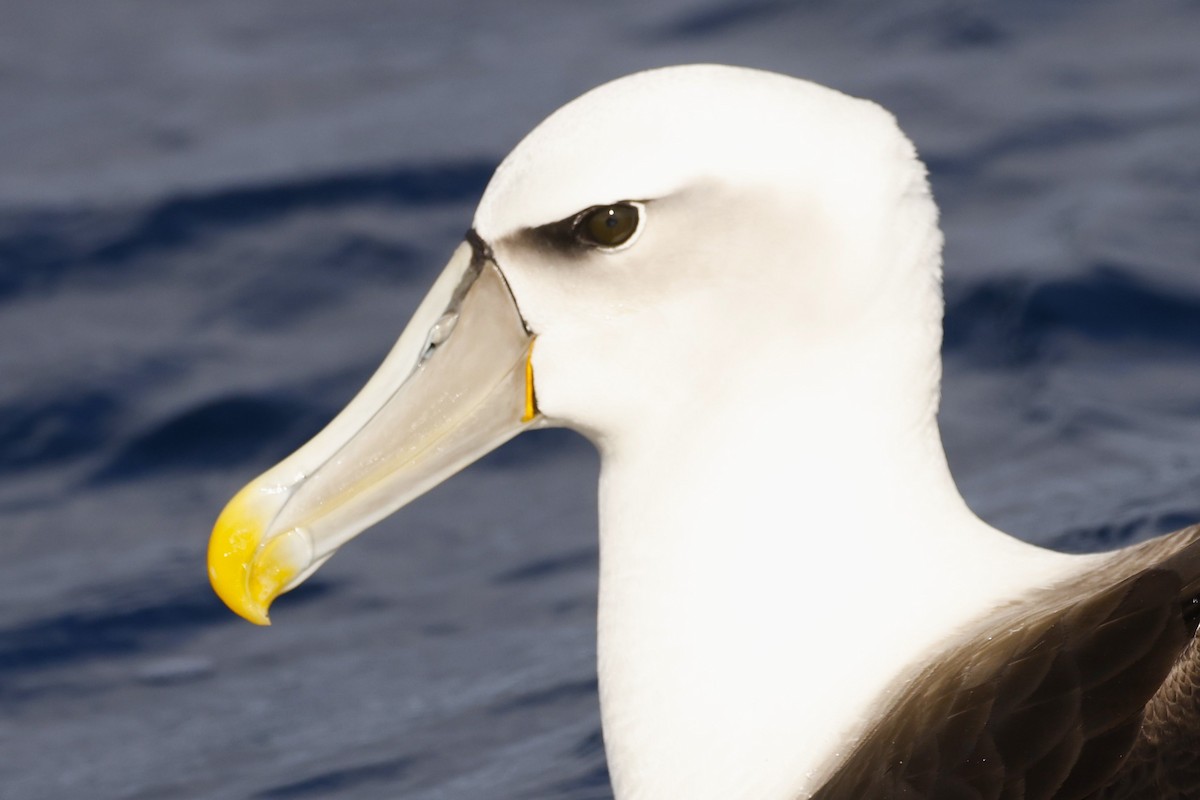 White-capped Albatross - ML619742033