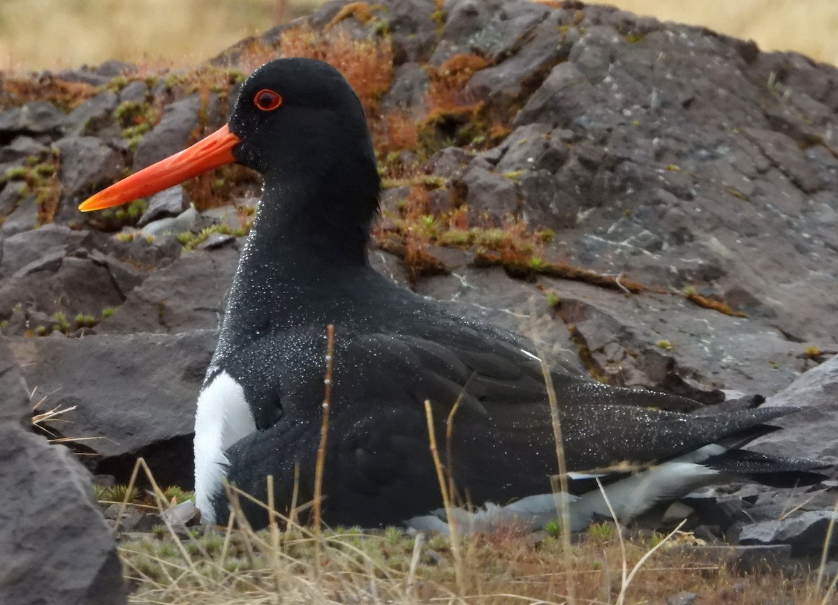 Eurasian Oystercatcher - ML619742063