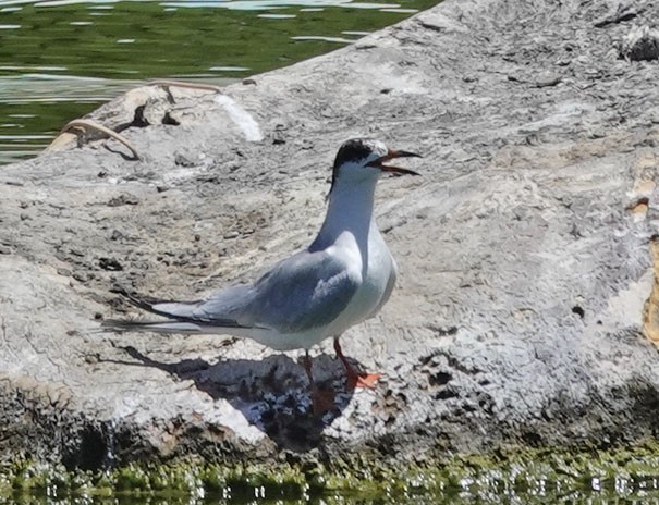 Forster's Tern - ML619742082