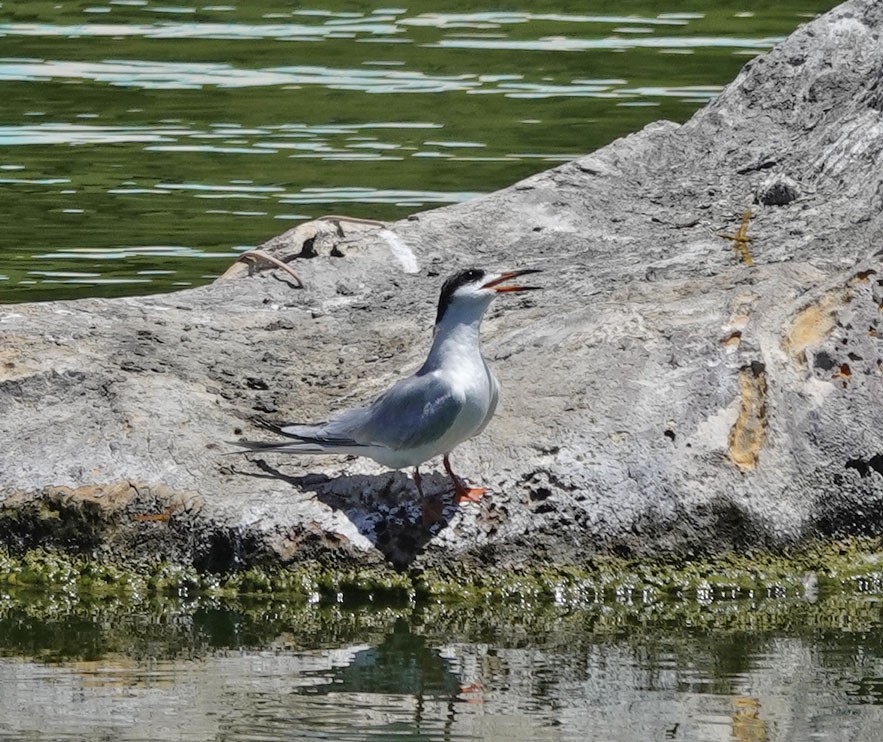 Forster's Tern - ML619742084