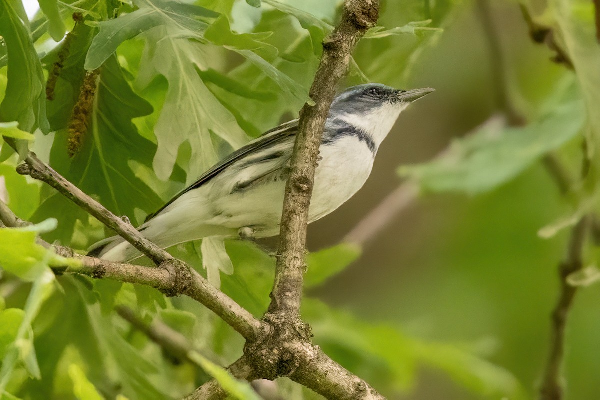 Paruline azurée - ML619742096