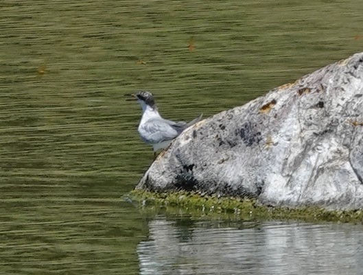 Forster's Tern - Cathy Beck