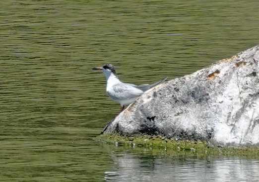 Forster's Tern - ML619742109