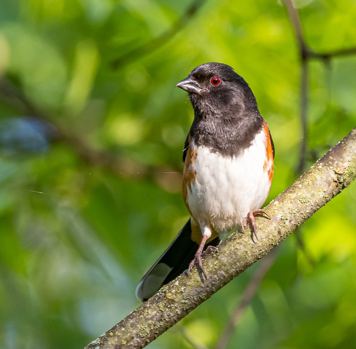 Eastern Towhee - ML619742120