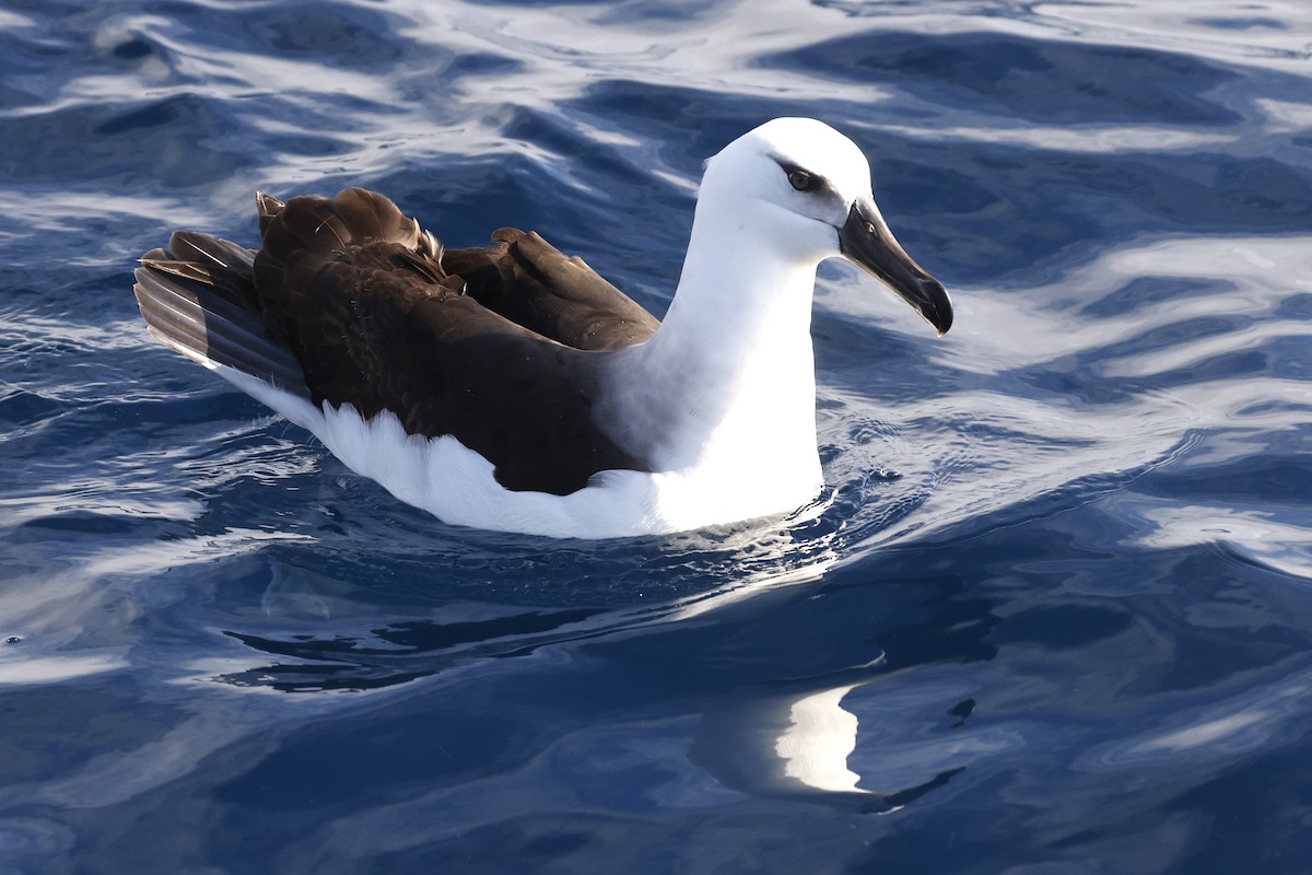 Black-browed Albatross (Campbell) - ML619742129