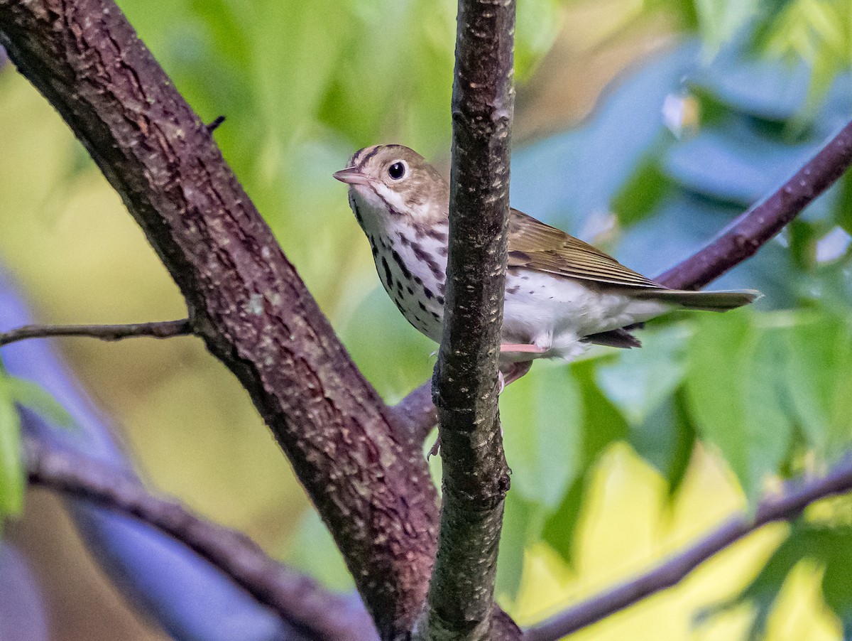 Ovenbird - ML619742156