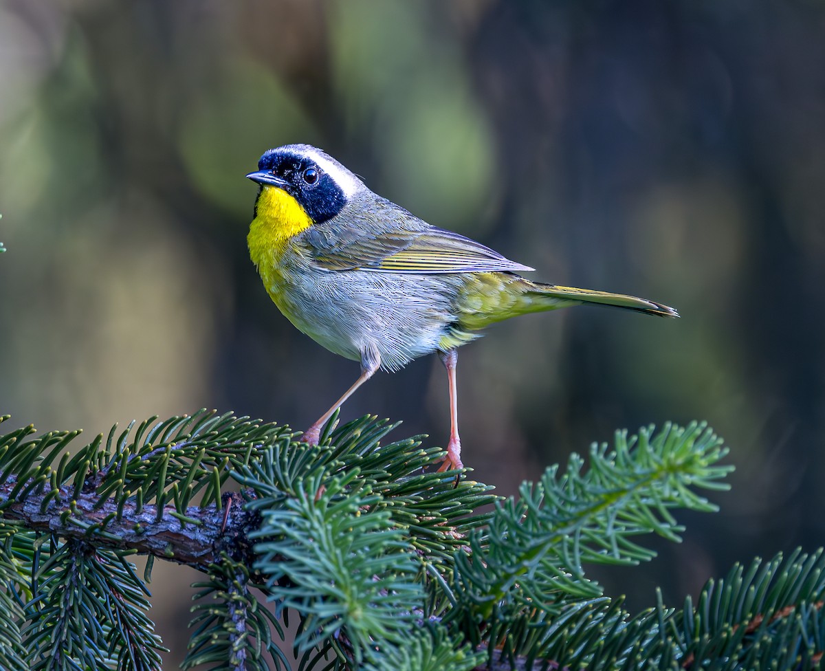 Common Yellowthroat - ML619742186